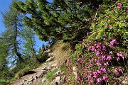 20 Erica in fiore, pini mughi e larici sul sent. 217